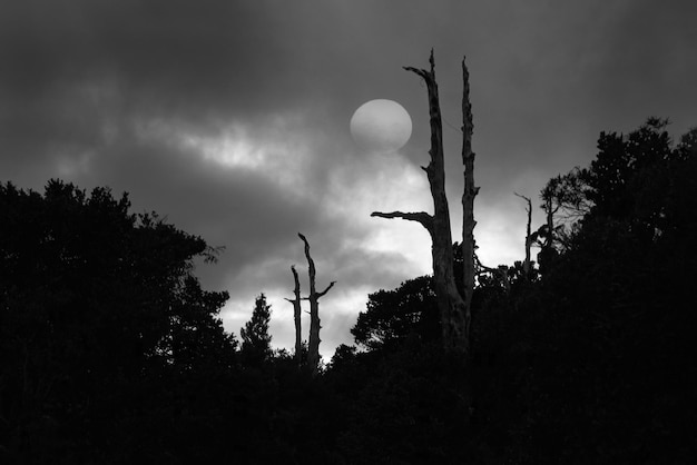 Low angle view of silhouette trees against sky at dusk