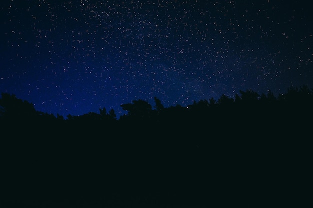 Low angle view of silhouette trees against sky at night