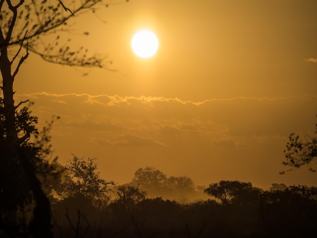 Low angle view of silhouette trees against sky during sunset