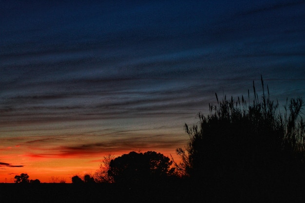 Photo low angle view of silhouette trees against sky at sunset