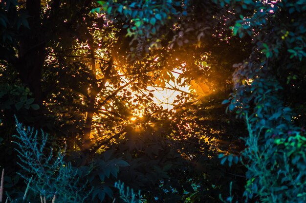 Photo low angle view of sunlight streaming through trees in forest