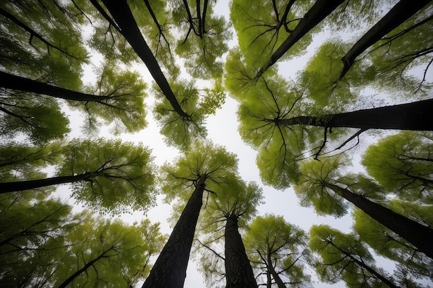 Photo a low angle view of tall trees with lush green canopies