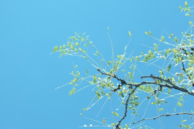 Photo low angle view of tree against blue sky