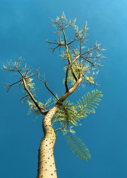 Low angle view of tree against blue sky