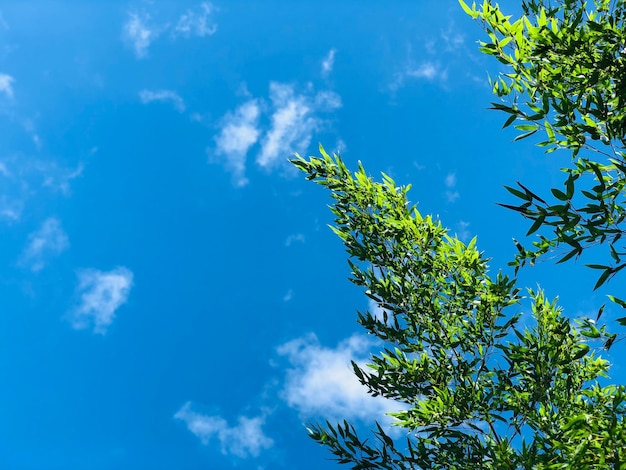 Low angle view of tree against blue sky