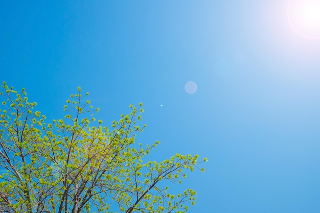 Photo low angle view of tree against blue sky