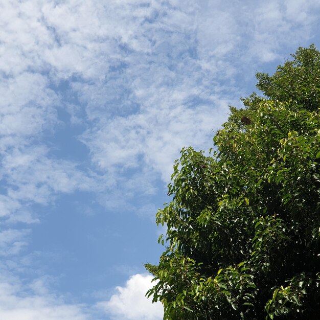 Low angle view of tree against sky