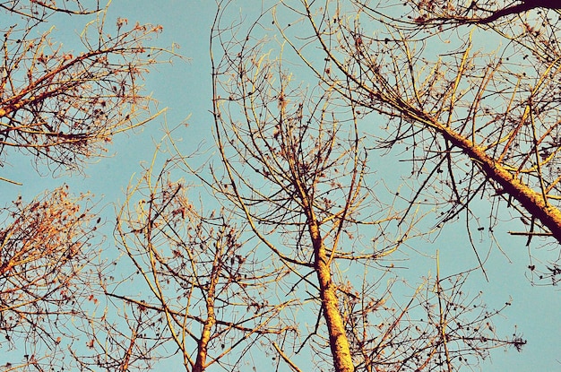 Photo low angle view of tree against sky