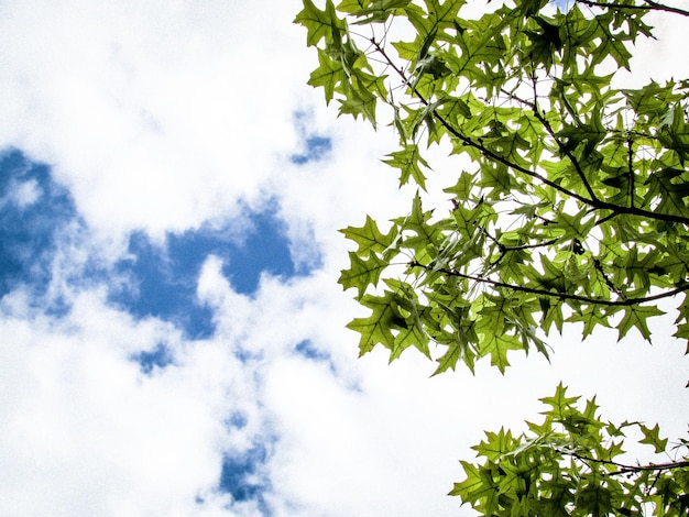 Photo low angle view of tree against sky