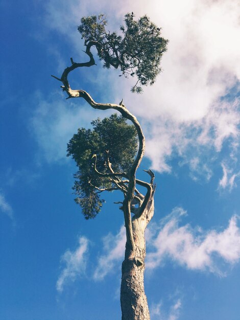 Low angle view of tree against sky