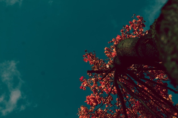 Photo low angle view of tree against sky