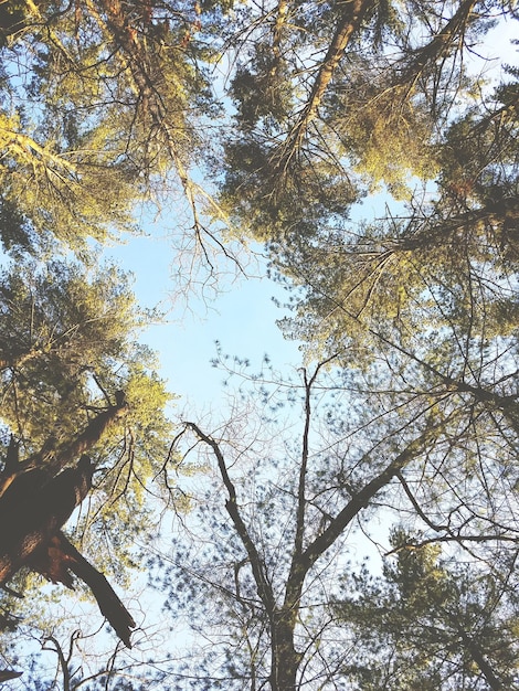 Low angle view of tree against sky