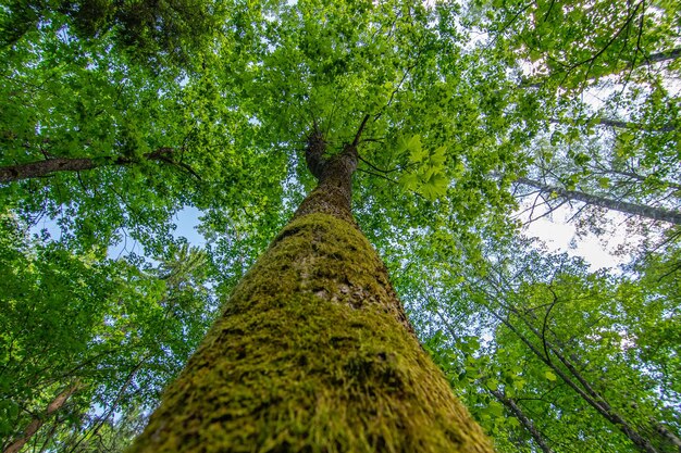 Photo low angle view of tree crowns in the forest