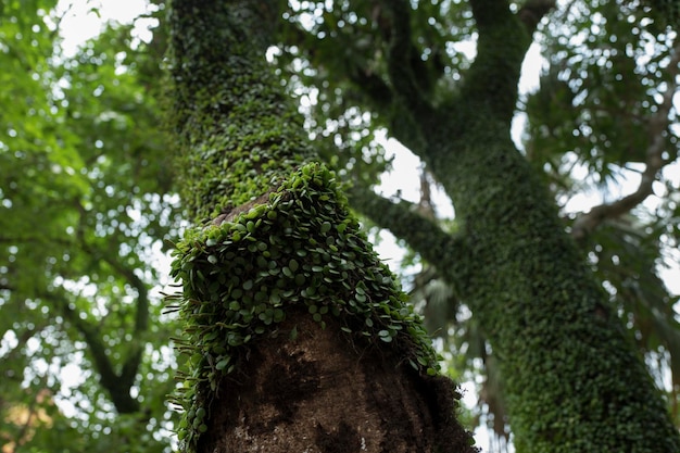 Low angle view of tree growing in forest