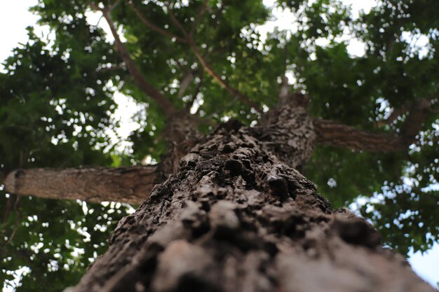 Low angle view of tree trunk