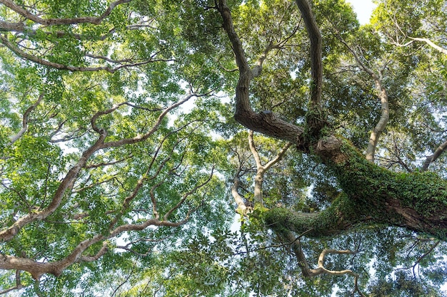 Low angle view of the tree