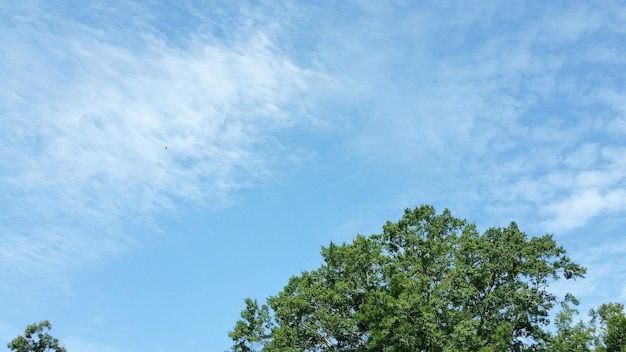 Photo low angle view of trees against blue sky