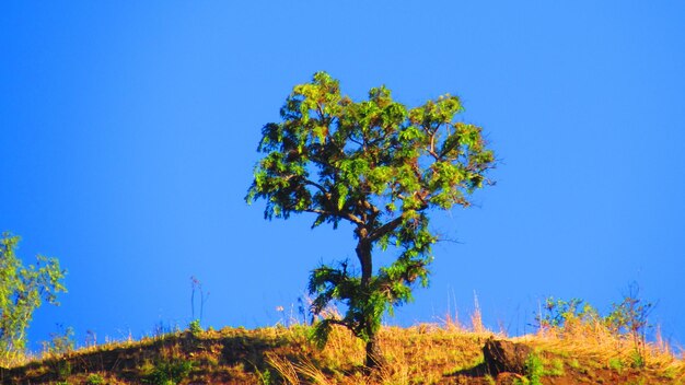 Low angle view of trees against clear blue sky