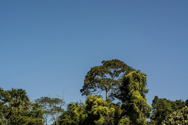 Low angle view of trees against clear sky