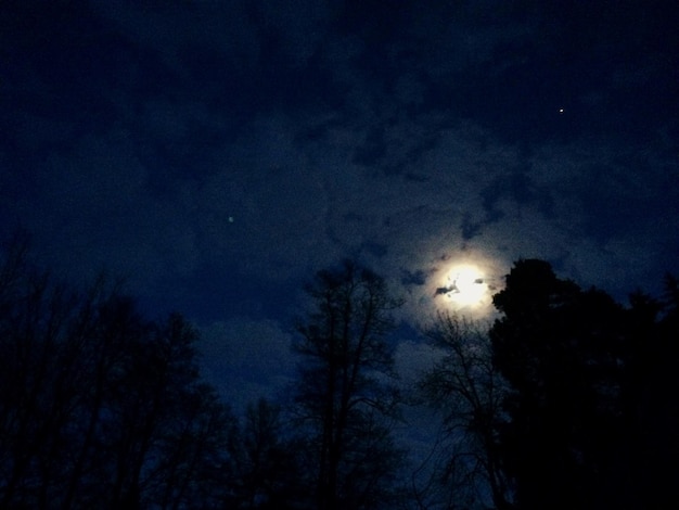 Low angle view of trees against sky at night