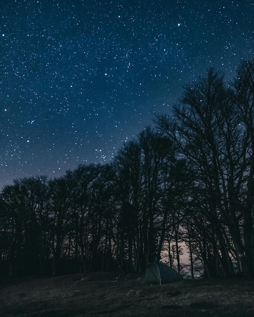 Photo low angle view of trees against sky at night