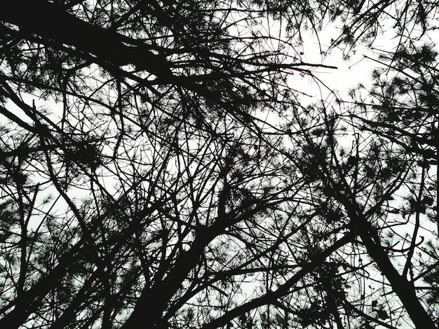 Low angle view of trees in forest against sky