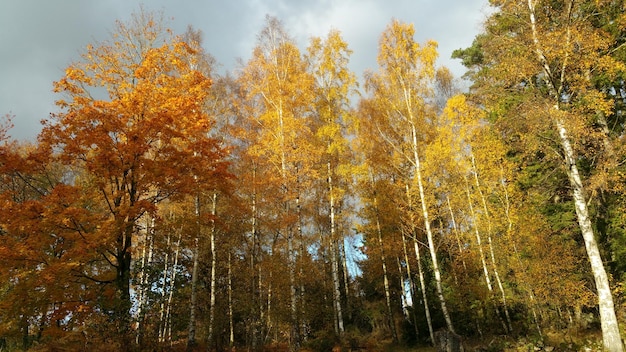 Photo low angle view of trees in forest during autumn