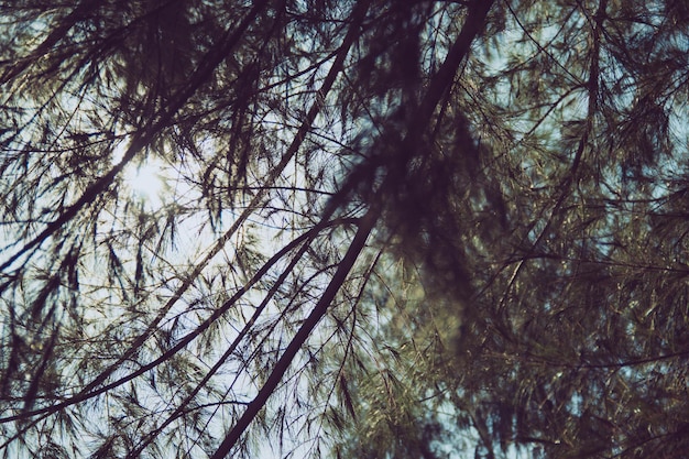 Low angle view of trees in forest during winter