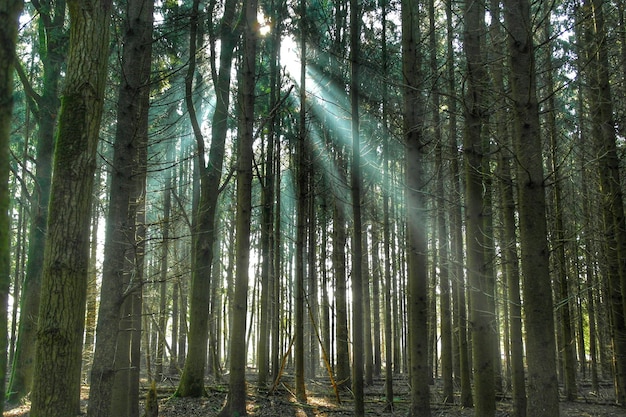 Low angle view of trees in forest