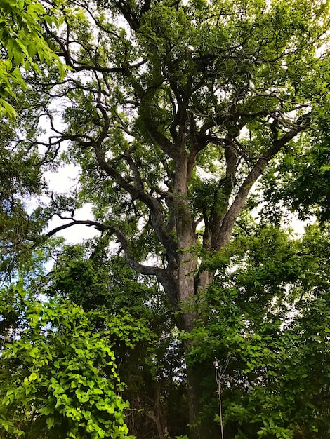 Low angle view of trees in forest