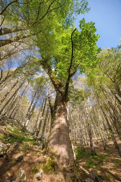 Photo low angle view of trees in forest