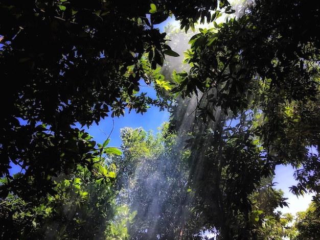 Low angle view of trees in forest