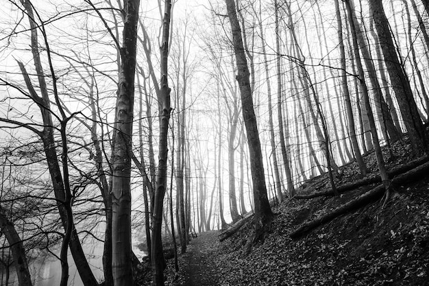 Low angle view of trees in forest