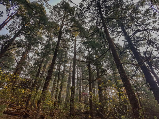 Photo low angle view of trees in forest