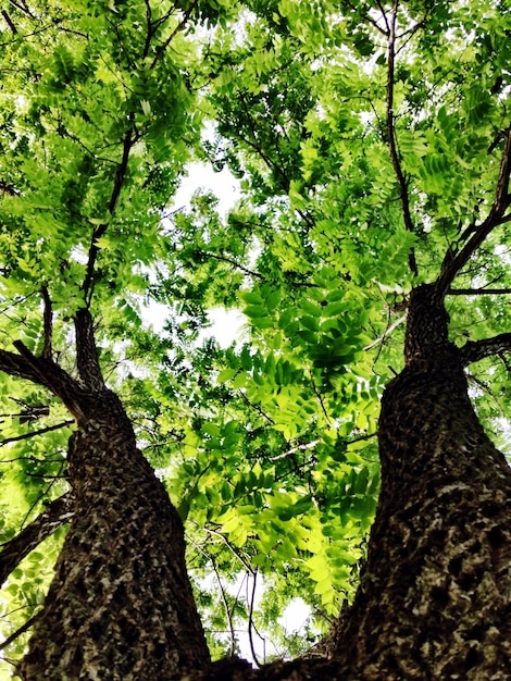 Low angle view of trees growing against sky