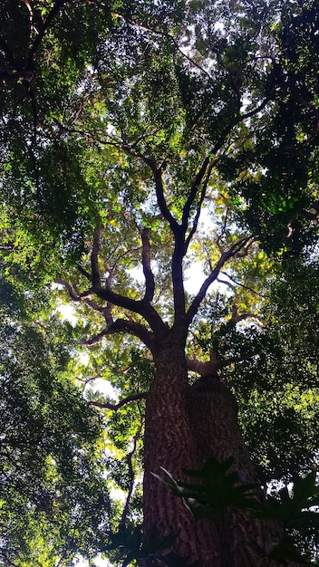 Low angle view of trees