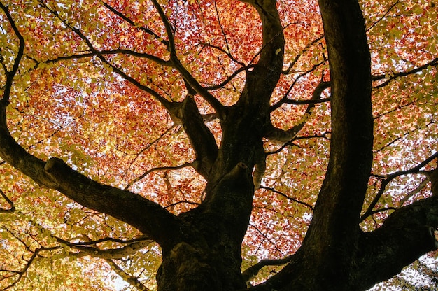 Photo low angle view of trees