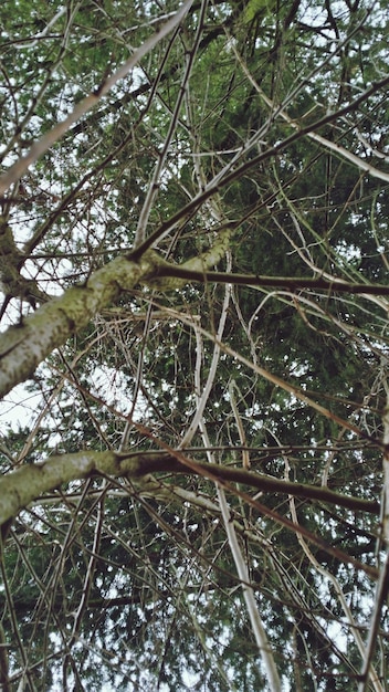 Low angle view of trees