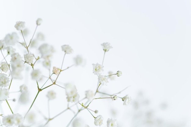 Photo low angle view of white flowering plant against clear sky