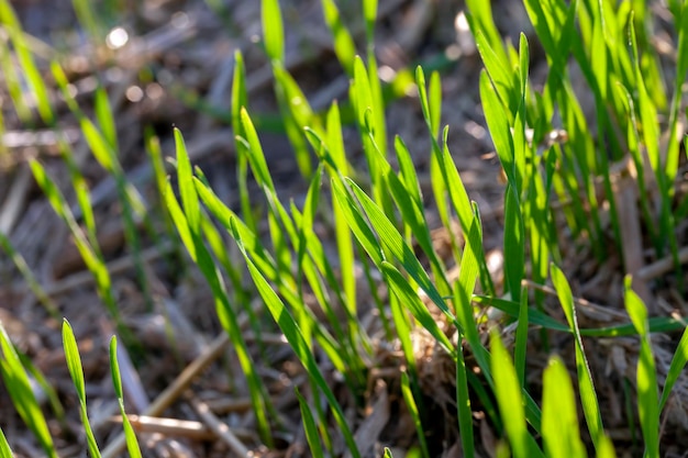 Photo low green grass on a sunny day in summer