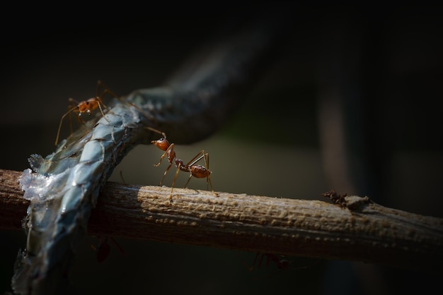 Low key image of meat-eater ant and snake carrion on branch