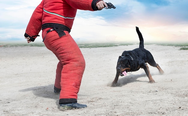 Photo low section of man with dog on sand at beach