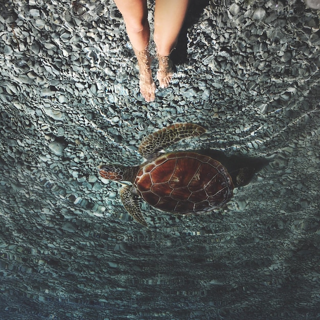 Photo low section of woman in sea