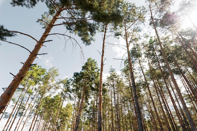 Low view trees in daylight