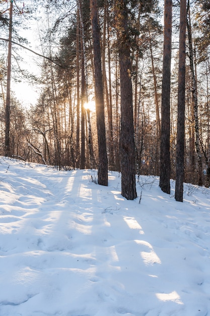 Low winter sun is shining through trees in pine forest and solar path and shades from trees on snow.