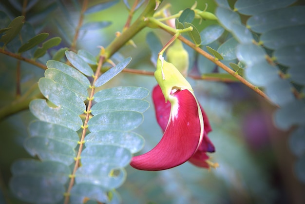 The Lowkey image of Red Sesbania grandiflora flower in nature garden