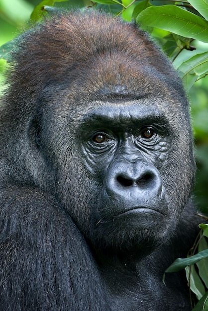 Lowland silverback gorilla close up face