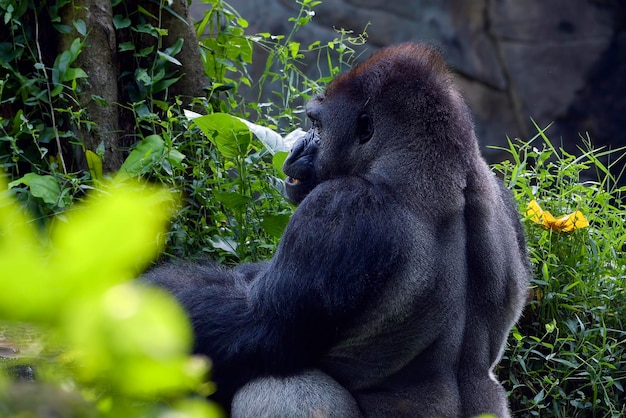 Lowland silverback gorilla in the forest