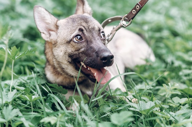 Loyal dog looking for owner cute puppy portait face closeup grey dog lying in the grass outdoors dog shelter concept