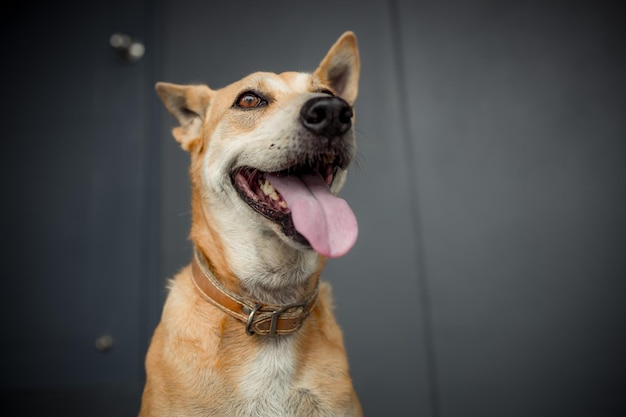 Loyal Thai Dog Sitting on a dark room Looks at Camera